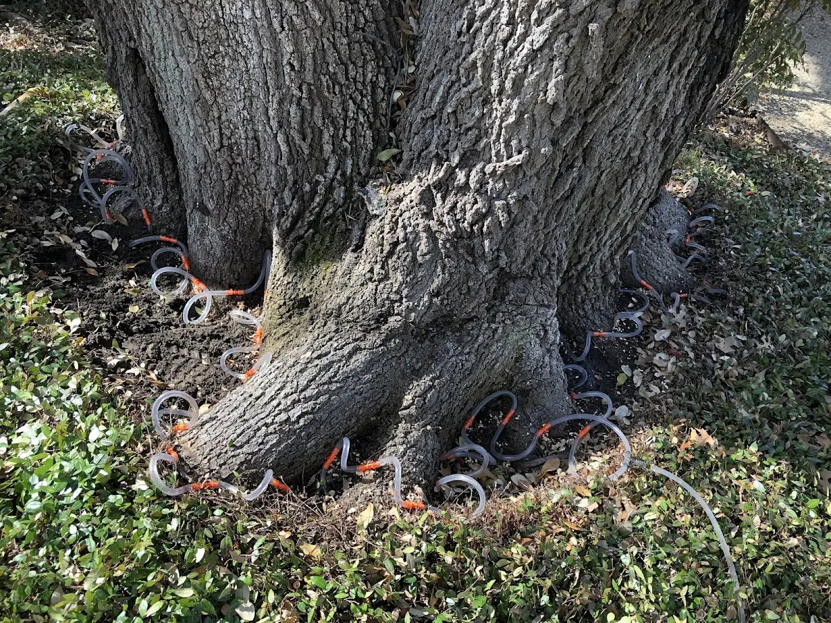 Detailed Tree Cabling and Bracing job site in Earth City