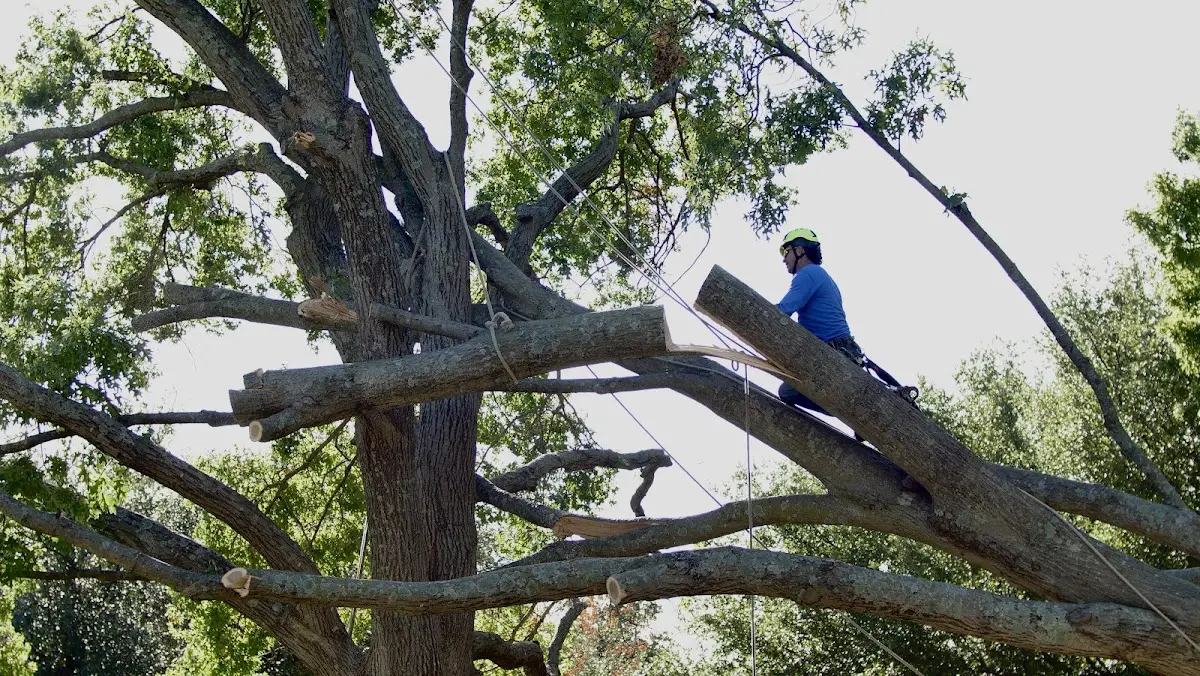 Professional Hazardous Tree Removal performed by certified arborists in Earth City