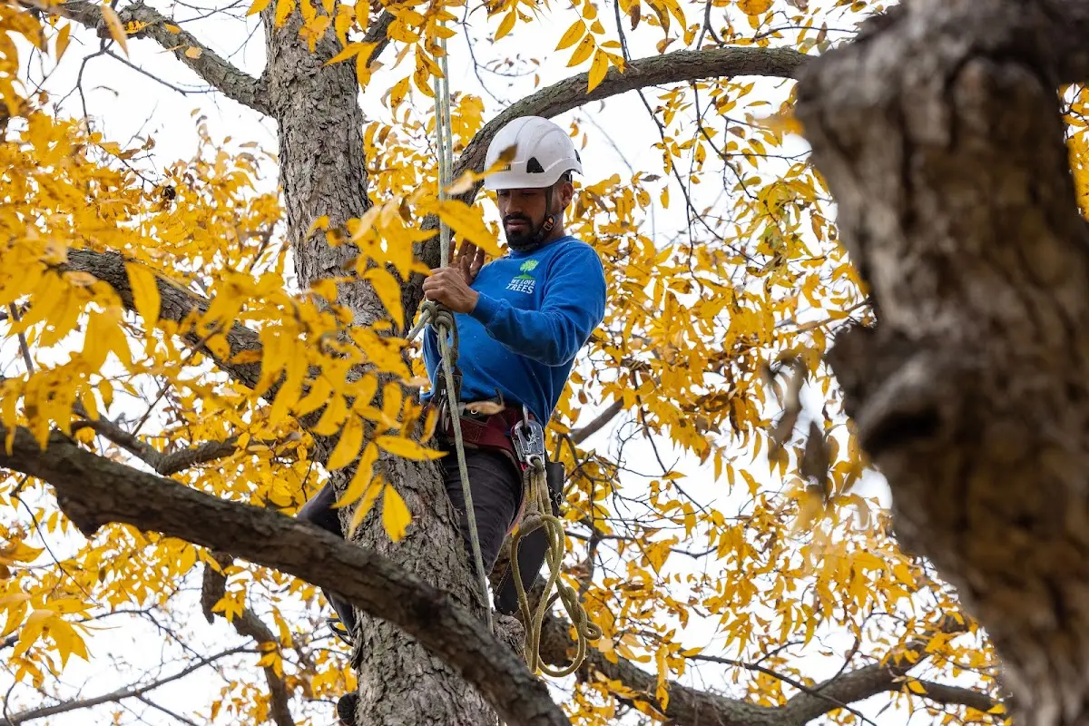 Skilled Emergency Tree Service crew working in Earth City